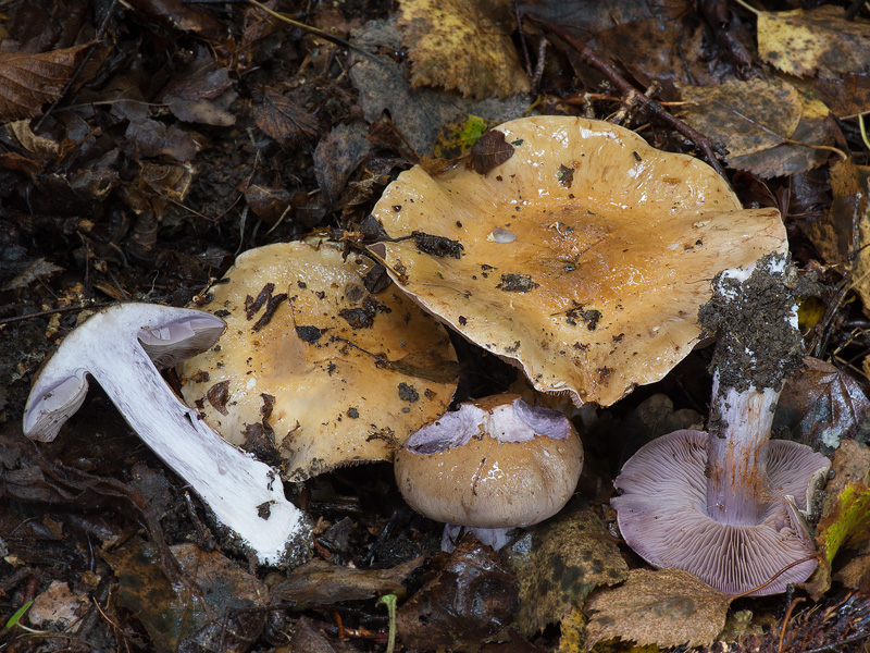 Cortinarius subpurpurascens